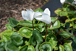 Sierra Synchro White Cyclamen (Cyclamen 'Sierra Synchro White') at Lakeshore Garden Centres