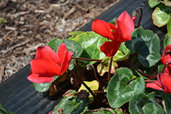 Sierra Synchro Scarlet Cyclamen (Cyclamen 'Sierra Synchro Scarlet') at Lakeshore Garden Centres