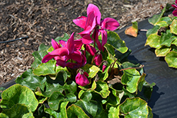 Sierra Synchro Purple Cyclamen (Cyclamen 'Sierra Synchro Purple') at Lakeshore Garden Centres