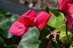 Sierra Synchro Deep Rose Cyclamen (Cyclamen 'Sierra Synchro Deep Rose') at Lakeshore Garden Centres