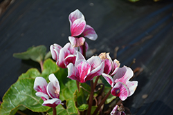 Snowridge Midi Wine Cyclamen (Cyclamen 'Snowridge Midi Wine') at Lakeshore Garden Centres