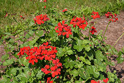 Royal Scarlet Red Ivy Leaf Geranium (Pelargonium peltatum 'Royal Scarlet Red') at Lakeshore Garden Centres