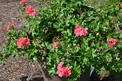 Royal Salmon Ivy Leaf Geranium (Pelargonium peltatum 'Royal Salmon') at Lakeshore Garden Centres