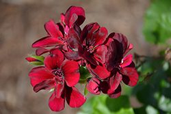 Royal Dark Burgundy Ivy Leaf Geranium (Pelargonium peltatum 'Royal Dark Burgundy') at Lakeshore Garden Centres