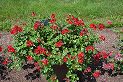 Precision Ruby Ivy Leaf Geranium (Pelargonium peltatum 'Precision Ruby') at Lakeshore Garden Centres