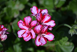 Precision Burgundy Ice Ivy Leaf Geranium (Pelargonium peltatum 'Precision Burgundy Ice') at Lakeshore Garden Centres