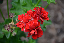 Great Balls of Fire Dark Red Ivy Leaf Geranium (Pelargonium peltatum 'Great Balls of Fire Dark Red') at Lakeshore Garden Centres