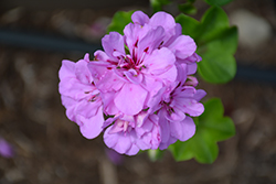 Great Balls of Fire Lavender Ivy Leaf Geranium (Pelargonium peltatum 'Great Balls of Fire Lavender') at Lakeshore Garden Centres