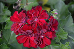 Great Balls of Fire Merlot Ivy Leaf Geranium (Pelargonium peltatum 'Great Balls of Fire Merlot') at Lakeshore Garden Centres