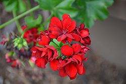 Great Balls of Fire Velvet Red Ivy Leaf Geranium (Pelargonium peltatum 'Great Balls of Fire Velvet Red') at Lakeshore Garden Centres