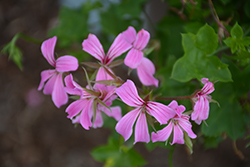Minicascade Lavender Ivy Leaf Geranium (Pelargonium peltatum 'Minicascade Lavender') at Lakeshore Garden Centres