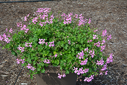 Minicascade Lavender Ivy Leaf Geranium (Pelargonium peltatum 'Minicascade Lavender') at Lakeshore Garden Centres