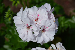 Ivy Leage White Ivy Leaf Geranium (Pelargonium peltatum 'Ivy League White') at Lakeshore Garden Centres