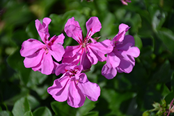 Ivy Leage Orchid Ivy Leaf Geranium (Pelargonium peltatum 'Ivy League Orchid') at Lakeshore Garden Centres