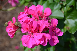 Ivy Leage Deep Pink Ivy Leaf Geranium (Pelargonium peltatum 'Ivy League Deep Pink') at Lakeshore Garden Centres