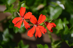 Ville de Paris Red Ivy Leaf Geranium (Pelargonium peltatum 'Ville de Paris Red') at Lakeshore Garden Centres