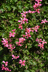 Minicascade Pink Ivy Leaf Geranium (Pelargonium peltatum 'Minicascade Pink') at Lakeshore Garden Centres