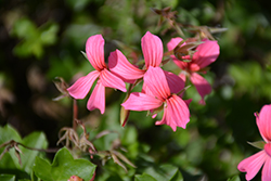 Minicascade Pink Ivy Leaf Geranium (Pelargonium peltatum 'Minicascade Pink') at Lakeshore Garden Centres