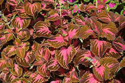 Superfine Rainbow Festive Dance Coleus (Solenostemon scutellarioides 'Rainbow Festive Dance') at Lakeshore Garden Centres