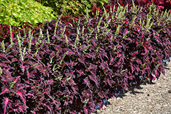 Black Dragon Coleus (Solenostemon scutellarioides 'Black Dragon') at Lakeshore Garden Centres