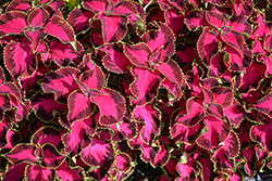 Chocolate Covered Cherry Coleus (Solenostemon scutellarioides 'Chocolate Covered Cherry') at Lakeshore Garden Centres