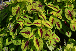 Kong Jr. Lime Vein Coleus (Solenostemon scutellarioides 'Kong Jr. Lime Vein') at Lakeshore Garden Centres