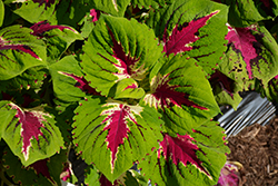 Kong Jr. Rose Coleus (Solenostemon scutellarioides 'Kong Jr. Rose') at Lakeshore Garden Centres