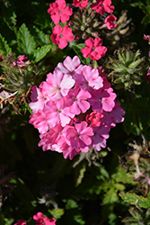 Empress Sun Pink Verbena (Verbena 'Empress Sun Pink') at Lakeshore Garden Centres