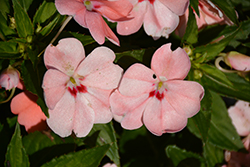 SunStanding Spot On Salmon Impatiens (Impatiens 'SunStanding Spot On Salmon') at Lakeshore Garden Centres