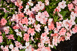 SunStanding Spot On Salmon Impatiens (Impatiens 'SunStanding Spot On Salmon') at Lakeshore Garden Centres
