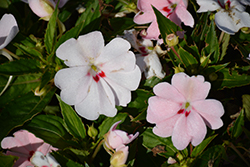 SunStanding Spot On Pink Blush Impatiens (Impatiens 'SunStanding Spot On Pink Blush') at Lakeshore Garden Centres