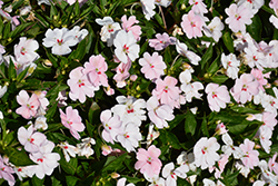 SunStanding Spot On Pink Blush Impatiens (Impatiens 'SunStanding Spot On Pink Blush') at Lakeshore Garden Centres