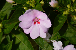 SunStanding Spot On Pink Impatiens (Impatiens 'SunStanding Spot On Pink') at Lakeshore Garden Centres