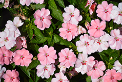 SunStanding Spot On Light Salmon Impatiens (Impatiens 'SunStanding Spot On Light Salmon') at Lakeshore Garden Centres
