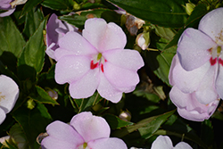SunStanding Spot On Lavender Blush Impatiens (Impatiens 'SunStanding Spot On Lavender Blush') at Lakeshore Garden Centres