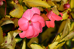 SunStanding Jazzy Hot Pink Impatiens (Impatiens 'SunStanding Jazzy Hot Pink') at Lakeshore Garden Centres