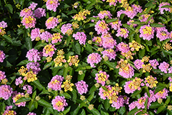 Havana Sunrise Lantana (Lantana 'Havana Sunrise') at Lakeshore Garden Centres