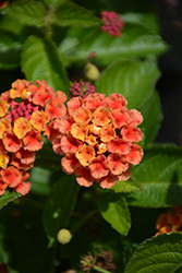 Havana Harvest Moon 2022 Lantana (Lantana 'Havana Harvest Moon') at Lakeshore Garden Centres
