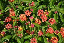 Havana Harvest Moon 2022 Lantana (Lantana 'Havana Harvest Moon') at Lakeshore Garden Centres