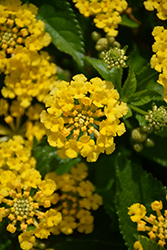 Havana Gold Lantana (Lantana 'Havana Gold') at Lakeshore Garden Centres