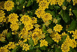 Havana Gold Lantana (Lantana 'Havana Gold') at Lakeshore Garden Centres