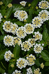 Havana Full Moon Lantana (Lantana 'Havana Full Moon') at Lakeshore Garden Centres