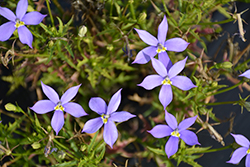Fizz N Pop Glowing Violet Blue Stars (Isotoma axillaris 'Tmlu 1301') at Lakeshore Garden Centres