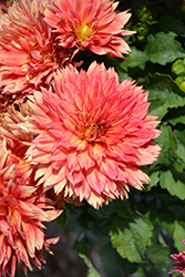 XXL Tabasco Dahlia (Dahlia 'XXL Tabasco') at Lakeshore Garden Centres