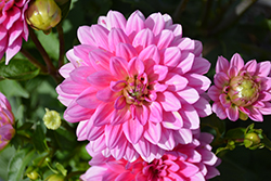 XXL Paraiso Dahlia (Dahlia 'XXL Paraiso') at Lakeshore Garden Centres