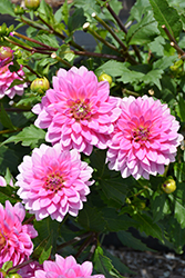 XXL Paraiso Dahlia (Dahlia 'XXL Paraiso') at Lakeshore Garden Centres