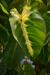 Royal Hawaiian Maui Sunrise Elephant Ear (Colocasia esculenta 'Maui Sunrise') at Lakeshore Garden Centres