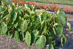 Royal Hawaiian Maui Sunrise Elephant Ear (Colocasia esculenta 'Maui Sunrise') at Lakeshore Garden Centres