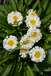 Realflor Real Snowball Shasta Daisy (Leucanthemum x superbum 'Real Snowball') at Lakeshore Garden Centres