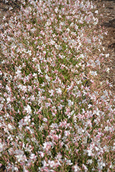 Walberton's Snow Fountain Gaura (Gaura lindheimeri 'Walsnofou') at Lakeshore Garden Centres